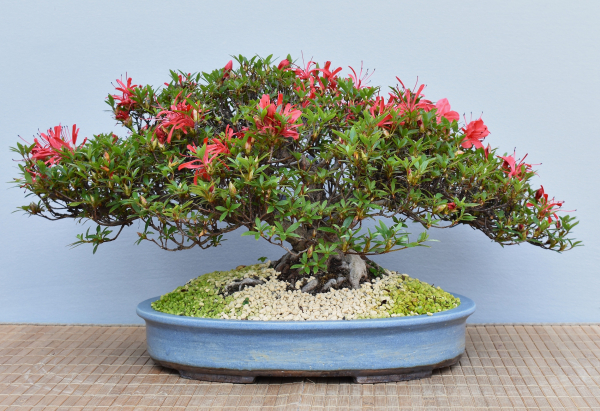 Bonsai Outdoor, Satsuki Azalee 'Kinsai' (Rhododendron indicum)